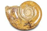 Jurassic Ammonite (Hemilytoceras) Fossil - Madagascar #283468-1